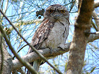 Tawny Frogmouth
